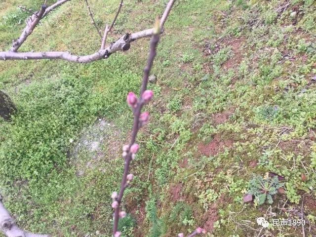 马拉松桃花绘画_奉化桃花马拉松官网证书_桃花马拉松