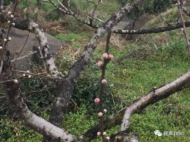 马拉松桃花绘画_桃花马拉松_奉化桃花马拉松官网证书