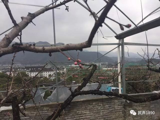 马拉松桃花绘画_奉化桃花马拉松官网证书_桃花马拉松