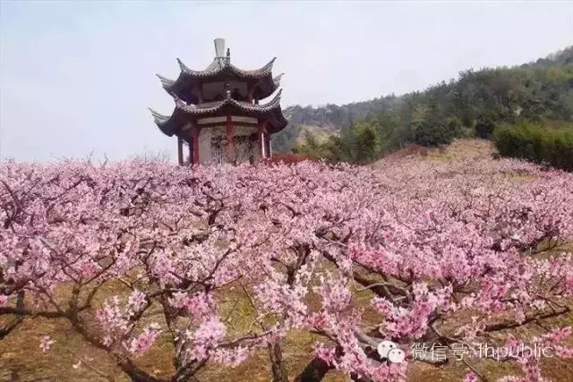 桃花马拉松_马拉松桃花绘画_奉化桃花马拉松官网证书