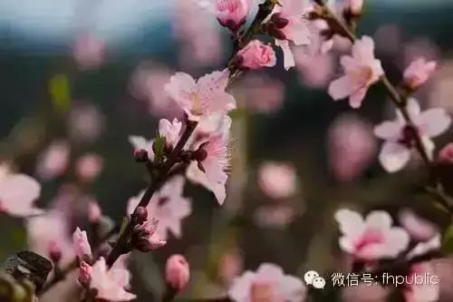 桃花马拉松_马拉松桃花绘画_奉化桃花马拉松官网证书