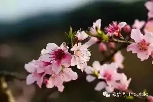 桃花马拉松_奉化桃花马拉松官网证书_马拉松桃花绘画